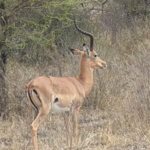 WhatsApp Image 2025-09-25 at 09.54.24