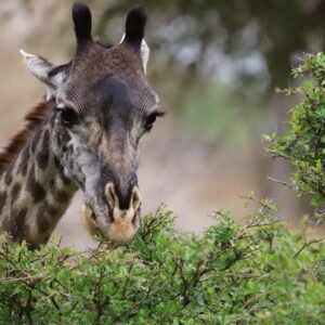 WhatsApp Image 2025-09-25 at 09.58.06