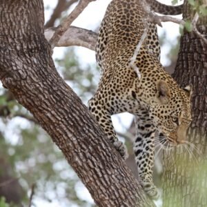 WhatsApp Image 2025-09-25 at 09.58.08