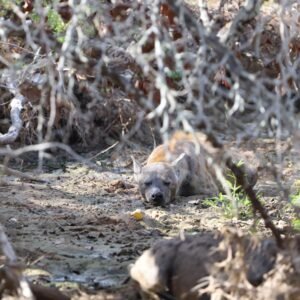 WhatsApp Image 2025-09-25 at 09.58.10